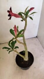 Planta Simples 3304 – 35cm – 03 anos - Imagem 6