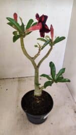 Planta Simples 3304 – 35cm – 03 anos - Imagem 5