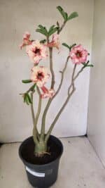 Planta Simples 3305 – 50cm – 03 anos - Imagem 2