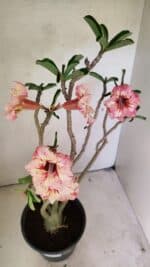 Planta Simples 3305 – 50cm – 03 anos - Imagem 9