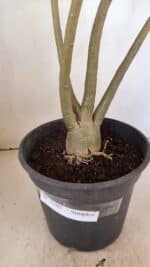 Planta Simples 3305 – 50cm – 03 anos - Imagem 8