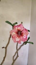 Planta Simples 3305 – 50cm – 03 anos - Imagem 7