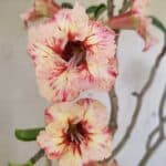 Planta Simples 3305 – 50cm – 03 anos