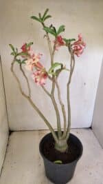 Planta Simples 3305 – 50cm – 03 anos - Imagem 6