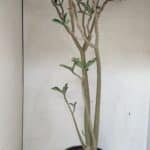 Planta Simples 3306 – 60cm – 04 anos