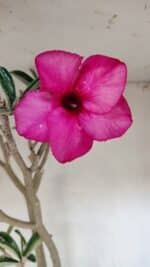 Planta Simples 3306 – 60cm – 04 anos - Imagem 3