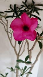 Planta Simples 3306 – 60cm – 04 anos - Imagem 4