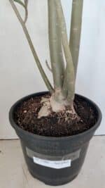 Planta Simples 3306 – 60cm – 04 anos - Imagem 7