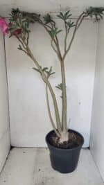 Planta Simples 3306 – 60cm – 04 anos - Imagem 6