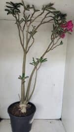 Planta Simples 3306 – 60cm – 04 anos - Imagem 5