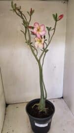 Planta Simples 3307 – 50cm – 03 anos - Imagem 2