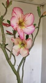 Planta Simples 3307 – 50cm – 03 anos - Imagem 3