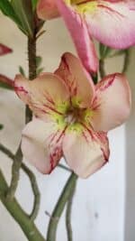 Planta Simples 3307 – 50cm – 03 anos - Imagem 4