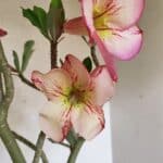 Planta Simples 3307 – 50cm – 03 anos