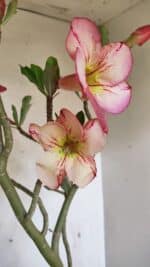 Planta Simples 3307 – 50cm – 03 anos