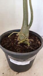 Planta Simples 3307 – 50cm – 03 anos - Imagem 10