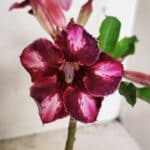 Planta Simples 3308 – 30cm – 02 anos