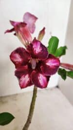 Planta Simples 3308 – 30cm – 02 anos