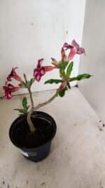 Planta Simples 3308 – 30cm – 02 anos - Imagem 7