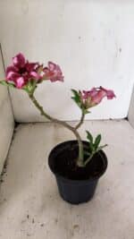 Planta Simples 3308 – 30cm – 02 anos - Imagem 6