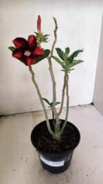 Planta Simples 3309 – 30cm – 02 anos - Imagem 2