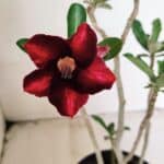 Planta Simples 3309 – 30cm – 02 anos