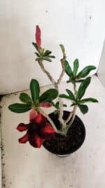 Planta Simples 3309 – 30cm – 02 anos - Imagem 4