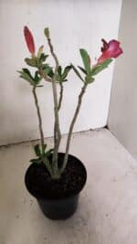 Planta Simples 3309 – 30cm – 02 anos - Imagem 5