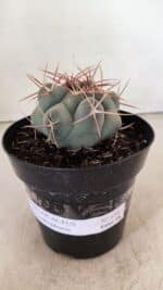 MATRIZ THELOCACTUS Hexaedrophorus Nº 110 – VASO 15 - Imagem 2