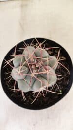 MATRIZ THELOCACTUS Hexaedrophorus Nº 110 – VASO 15 - Imagem 3