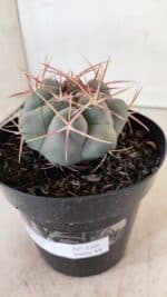MATRIZ THELOCACTUS Hexaedrophorus Nº 110 – VASO 15 - Imagem 8