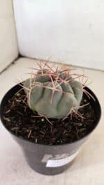 MATRIZ THELOCACTUS Hexaedrophorus Nº 110 – VASO 15 - Imagem 6