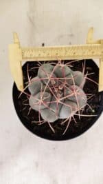 MATRIZ THELOCACTUS Hexaedrophorus Nº 110 – VASO 15 - Imagem 5