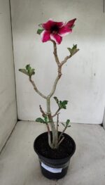 Planta Simples 3285 – 35cm – 03 anos - Imagem 6