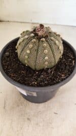 MATRIZ ASTROPHYTUM ASTERIAS Nº 1050 – vaso 15 - Imagem 8