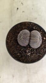 ASTROPHYTUM ASTERIAS BICÉFALO “Purple”  Nº 905 – vaso 11 - Imagem 3