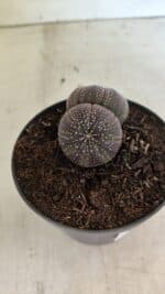 ASTROPHYTUM ASTERIAS BICÉFALO “Purple”  Nº 905 – vaso 11 - Imagem 8