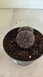 ASTROPHYTUM ASTERIAS BICÉFALO “Purple”  Nº 905 – vaso 11 - Imagem 6