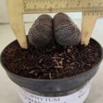ASTROPHYTUM ASTERIAS BICÉFALO “Purple”  Nº 905 – vaso 11