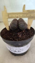 ASTROPHYTUM ASTERIAS BICÉFALO “Purple”  Nº 905 – vaso 11
