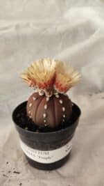 ASTROPHYTUM ASTERIAS “Purple”  Nº 1010 – vaso 09 - Imagem 2