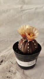 ASTROPHYTUM ASTERIAS “Purple”  Nº 1010 – vaso 09 - Imagem 8