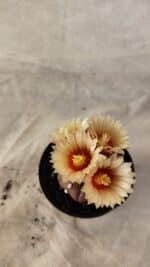 ASTROPHYTUM ASTERIAS “Purple”  Nº 1010 – vaso 09 - Imagem 3