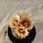 ASTROPHYTUM ASTERIAS “Purple”  Nº 1010 – vaso 09