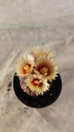 ASTROPHYTUM ASTERIAS “Purple”  Nº 1010 – vaso 09