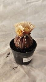 ASTROPHYTUM ASTERIAS “Purple”  Nº 1010 – vaso 09 - Imagem 6