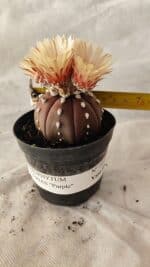 ASTROPHYTUM ASTERIAS “Purple”  Nº 1010 – vaso 09 - Imagem 4