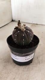 ASTROPHYTUM ASTERIAS “Purple”  Nº 1011 – vaso 09