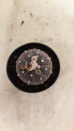 ASTROPHYTUM ASTERIAS “Purple”  Nº 1011 – vaso 09 - Imagem 3