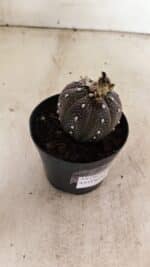 ASTROPHYTUM ASTERIAS “Purple”  Nº 1011 – vaso 09 - Imagem 7